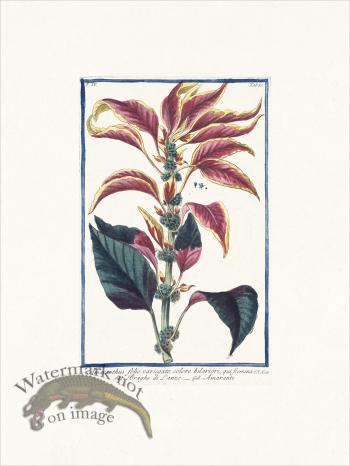 Bonelli 355 Amaranth